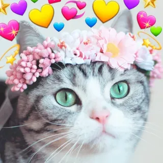 ❤️ chat, couronne de fleurs, coeurs, mignon, animal de compagnie, animal telegram sticker