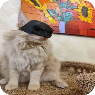 🦇 Batman gatto, batman, animale, maschera, animale domestico, carino telegram sticker