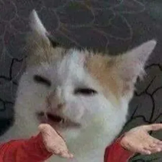 🐈 kat, meme, schouderophalen, verward, grappig, dier telegram sticker