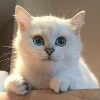 🌝 gato, gatinho, fofo, animal, animal de estimação, olhos azuis, gato branco whatsapp sticker