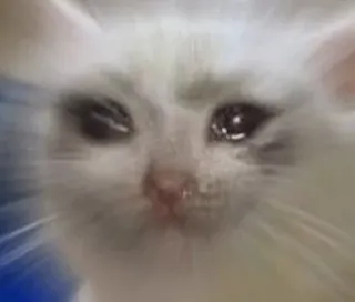 🐱 chat, pleure, triste, mème, animal, animal de compagnie telegram sticker