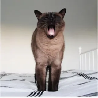 😴 кот, зевающий, животное, питомец, млекопитающее telegram sticker