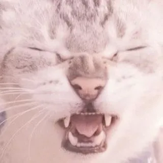 🐈 kot, zwierzę, koci, zwierzę domowe, agresja, zły, syczący telegram sticker