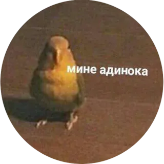 😢 мине одинока vogel, verdrietig, eenzaam, schattig, dier, papegaai telegram sticker