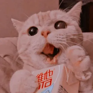 🐾 维他 แมว, สัตว์, น่ารัก, นม, เครื่องดื่ม, มีม whatsapp sticker