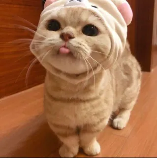 🥰 Katze, Kätzchen, süß, Haustier, Tier, Hut, Zunge telegram sticker