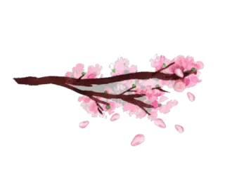 🌷 цветущая вишня, цветок, ветка, весна, розовый, природа telegram sticker