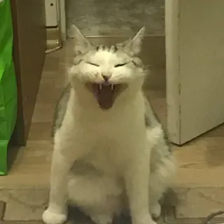 😂 chat, animal, animal de compagnie, félin, mammifère, chat domestique, bâillement whatsapp sticker