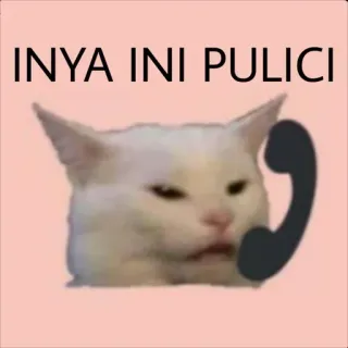 🐱 INYA INI PULICI chat, téléphone, mème, drôle, animal whatsapp sticker