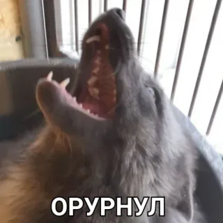 😂 ОРУРНУЛ animal, cão, texto, russo, meme telegram sticker
