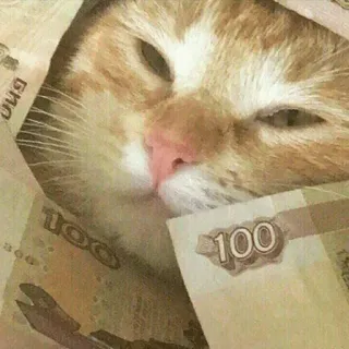 💰 100 gatto, soldi, rubli, valuta, animale, ricchezza, costoso telegram sticker
