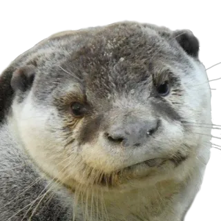 😕 выдра, животное, милый, млекопитающее, дикая природа, калан, водное животное telegram sticker