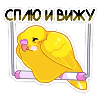 😴 СПЛЮ И ВИЖУ vogel, parkiet, slapend, schattig, geel, ontspannen telegram sticker