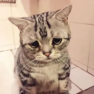 😞 kucing, sedih, hewan, peliharaan, kucing domestik, felidae telegram sticker