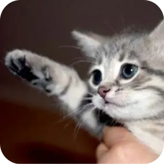 👍 cat, kitten, cute, paw, reaching, pet, animal telegram sticker