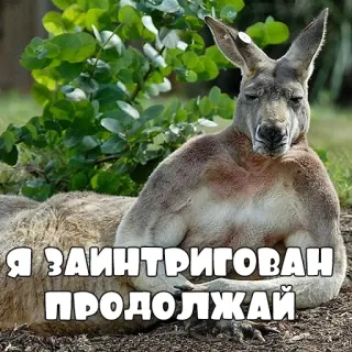 🦘 Я ЗАИНТРИГОВАН
ПРОДОЛЖАЙ кенгуру, мем, заинтригован, продолжить telegram sticker