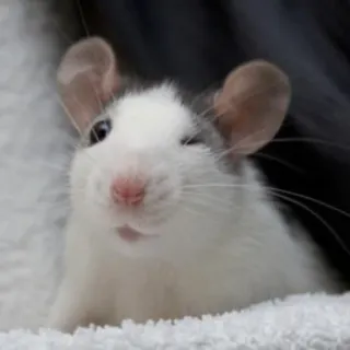 😉 rat, animal, rongeur, mignon, animal de compagnie telegram sticker