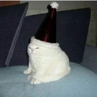 🎅 cat, christmas, santa hat, animal, festive, pet telegram sticker