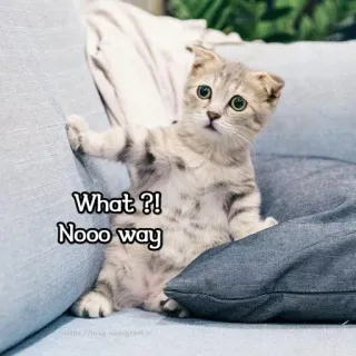 😱 What ?!
Nooo way kucing, anak kucing, kejutan, lucu, imut, bingung telegram sticker
