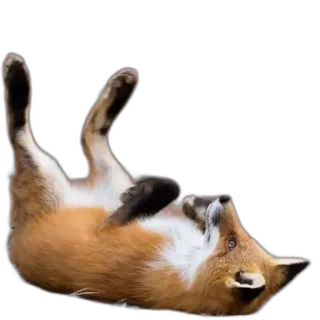 🦵 fox, animal, wildlife, nature, cute, mammal telegram sticker