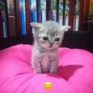 🎀 cat, kitten, cute, animal, pet whatsapp sticker