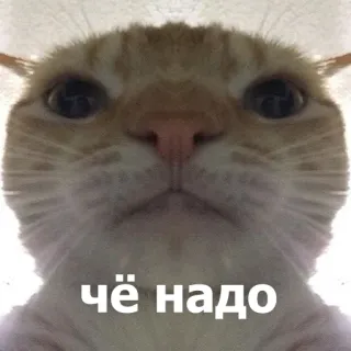 😐 чё надо แมว, มีม, รัสเซีย, ตลก, สัตว์ telegram sticker