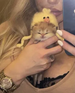 💕 kitten, cat, animal, cute, pet, baby animal telegram sticker