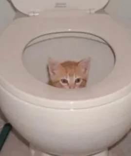 🚽 gatito, gato, inodoro, animal, mascota, gato atigrado naranja telegram sticker
