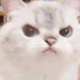 😕 gatto, arrabbiato, carino, animale domestico, felino, animale telegram sticker