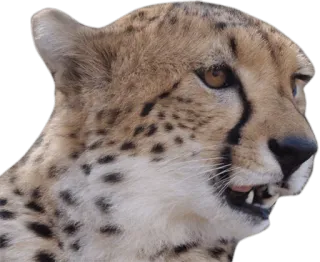 😦 cheetah, animal, cat, wildlife, mammal, predator whatsapp sticker
