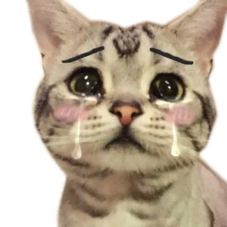 😍 kucing, menangis, sedih, air mata, anak kucing, hewan peliharaan, lucu telegram sticker