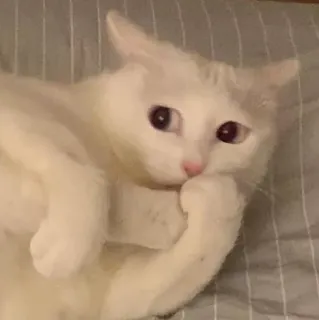 🤭 gatto, gatto bianco, pensieroso, carino, animale domestico, animale, animale domestico telegram sticker
