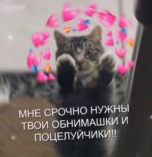 🤗 МНЕ СРОЧНО НУЖНЫ ТВОИ ОБНИМАШКИ И ПОЦЕЛУЙЧИКИ!! แมว, หัวใจ, ความรัก, กอด, จูบ whatsapp sticker