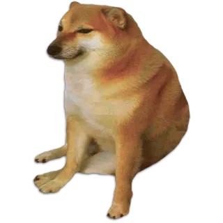 😏 Cheems 犬, ミーム, チムス, 動物 telegram sticker