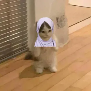 🍋 gatto, animale, animale domestico, gattino, divertente, meme whatsapp sticker