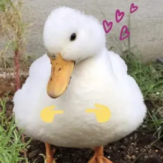 🥰 duck, cute, animal, bird, hearts whatsapp sticker