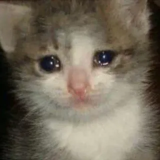 😢 chat, chaton, triste, pleurer, animal, mignon telegram sticker