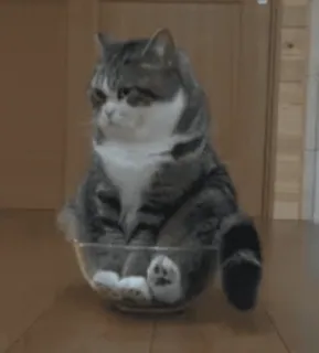 💭 кот, стекло, питомец, животное, смешной, миска whatsapp sticker
