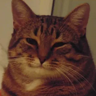 😉 gato, animal, animal de estimação, felino, gato doméstico, tigrado whatsapp sticker