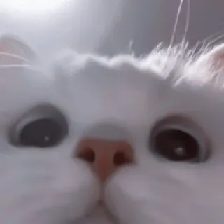 🥠 Katze, weiße Katze, Haustier, Tier, Nahaufnahme telegram sticker