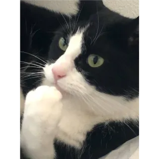🙂 gato, gato tuxedo, animal de estimação, animal, gato doméstico, felino whatsapp sticker