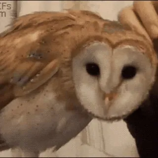 🦉 cú mèo, chim, động vật, dễ thương telegram sticker