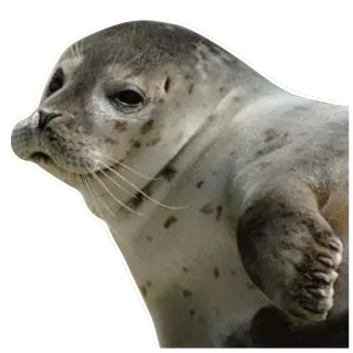 😞 foca, animale, mammifero, carino, mare telegram sticker