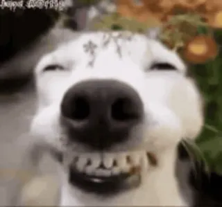 😁 perro, sonriendo, feliz, animal, lindo, mascota telegram sticker