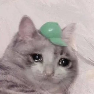 🐱 猫, 悲しい, 泣く, 帽子, ミーム, 動物, ペット telegram sticker
