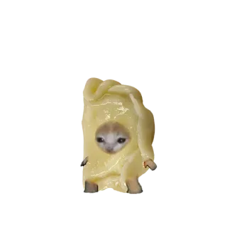 🥟 แมว, มีม, ตลก, สัตว์, แปลก, น่ารัก whatsapp sticker