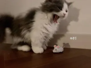 😰 클림 cat, yawn, mouse, kitten, cute, pet telegram sticker