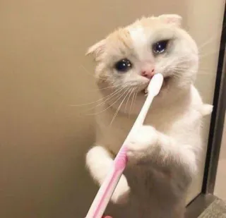 ‼️ Katze, Zahnbürste, traurig, Tier, süß telegram sticker