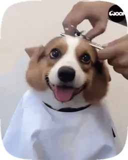 🐶 cane, corgi, toelettatura, taglio di capelli, animale domestico, animale telegram sticker
