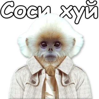 😤 Соси-хуй singe, animal, offensant, jurons telegram sticker